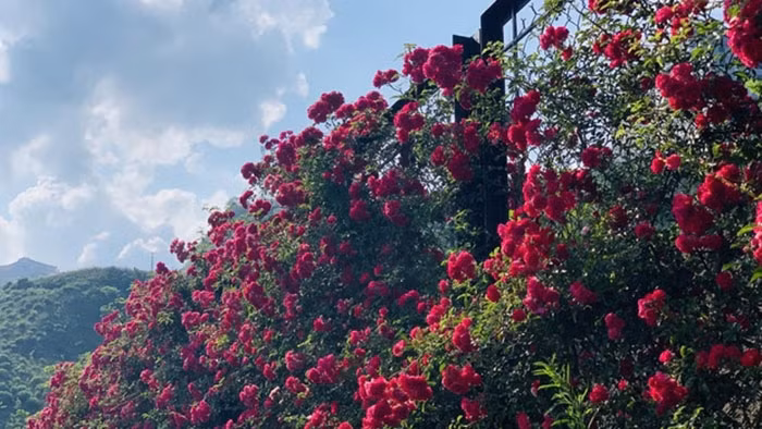 La vallée de roses dans la zone touristique de Sun World Fansipan Legend, à Sapa.