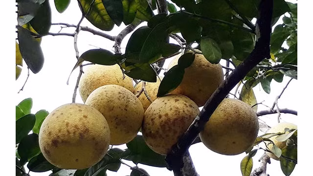 Les pamplemousses de Dai Minh. Photo : VOV.