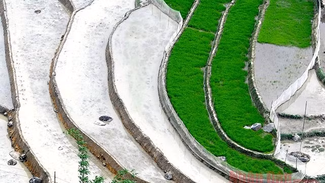 Les rizières en terrasse de Sapa au début de l’été. Photo: NDEL