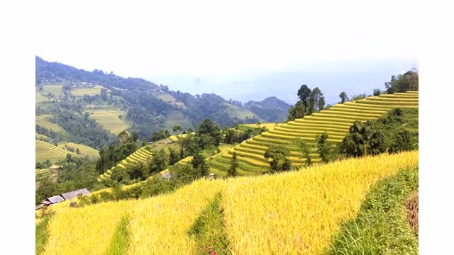  La beauté des rizières en terrasses de Hoàng Su Phi sera présentée sur la plateforme de FPT. Photo d'illustration : dangcongsan.vn