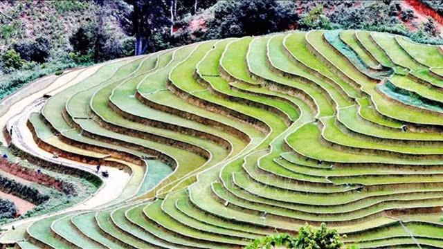 Les rizières en terrasse dans la commune de Chieng Muon, district de Muong La, province de Son La. Photo : VNA.