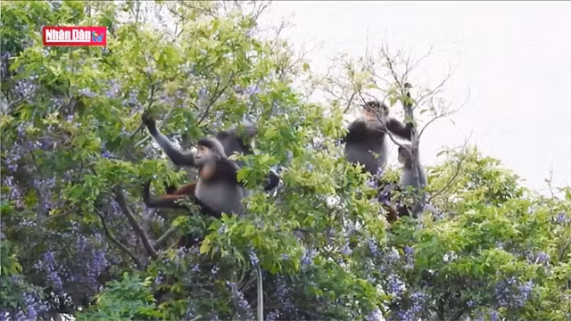 Préservation des primates au Vietnam