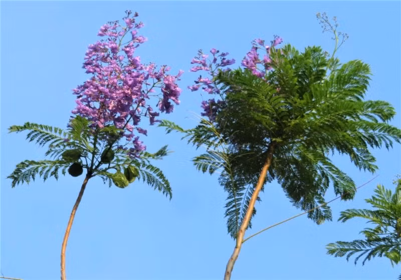 Les flamboyants bleus fleurissent à Hanoï