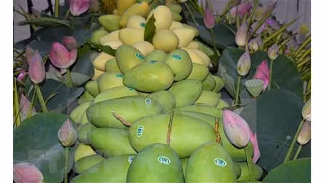 À Dong Thap, la mangue est l'un des produits clés du plan de restructuration agricole de la province. Photo : VNA.