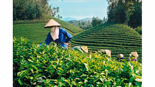 Photo d'illustration : congthuong.vn