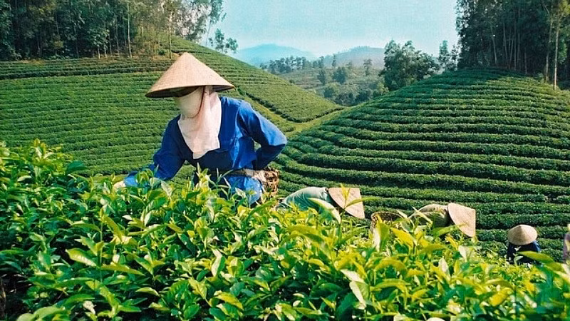 Au cours des 11 premiers mois de l’année dernière, le Vietnam était le principal fournisseur de thé sur le marché taïwanais avec 16 970 tonnes exportées. Photo : congthuong.vn.