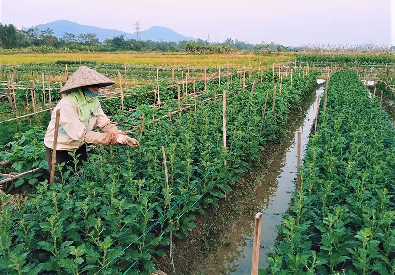 Photo : Minh Minh/NDEL. Photo : Minh Minh/NDEL.